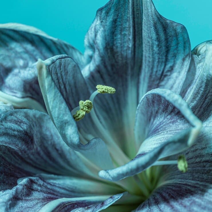 SVM Iris Analysis Unveiling Patterns in Botanical Data